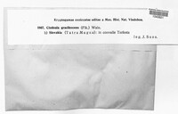 Cladonia gracilescens image